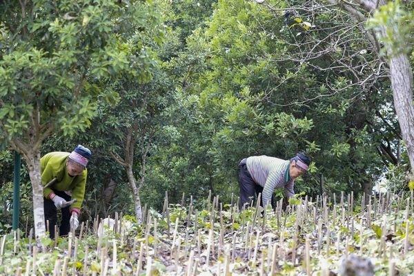 剑河岑松：秋冬种植热 林下产业兴