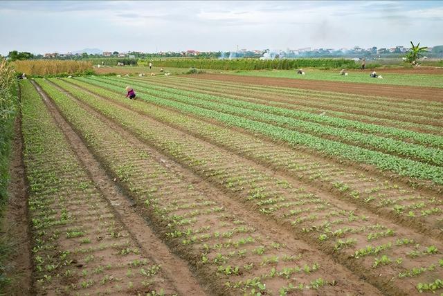 科技助力蔬菜种植，让农田变成绿色的宝藏