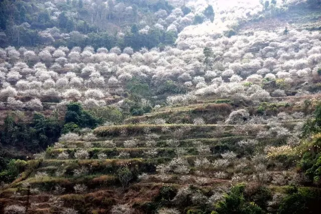 崇左这个小乡村6000亩青梅花怒放，错过等一年