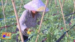 圣女果种植时间(阳西：今年冬种3000亩圣女果)