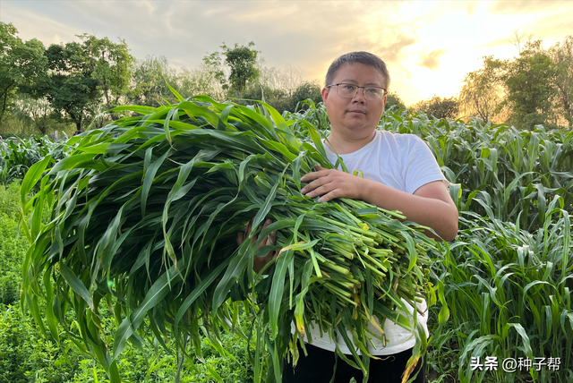 夏季高产牧草，墨西哥玉米草，喂养牛羊、鱼、家禽，年收割6~8次