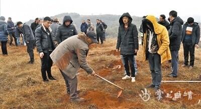 会泽县大桥乡推广种植云茯苓