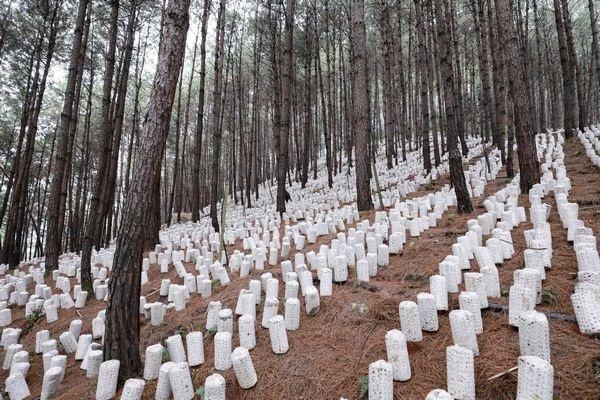 剑河岑松：秋冬种植热 林下产业兴