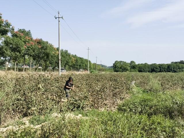 湖南90万亩棉花进入采收期