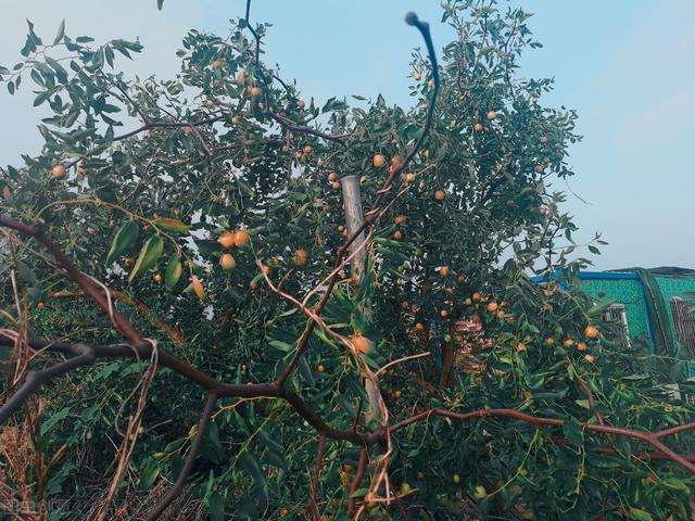 红枣树种植与管理技术要点，科学种植收益高，想学习的，看过来