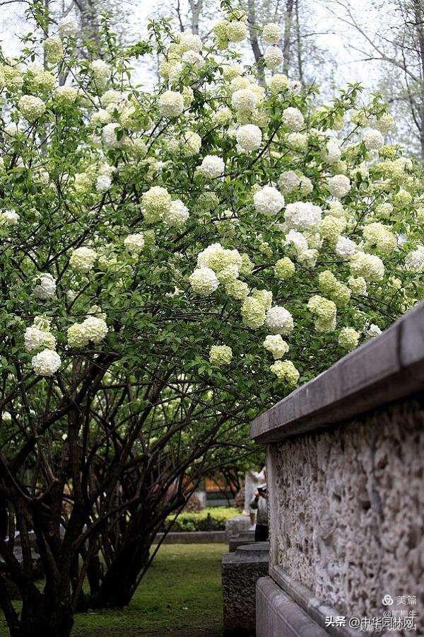 木绣球如何种植，需要注意什么，庭院里也可以种植