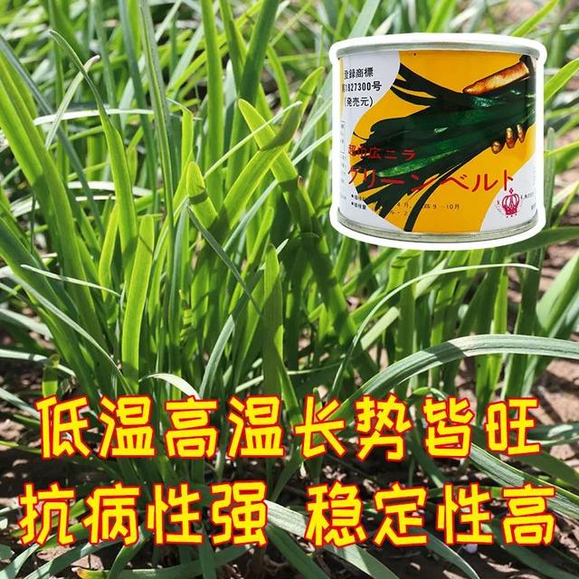 适合现在种植的小香葱和韭菜，周年栽培，反复采收！经济效益高！