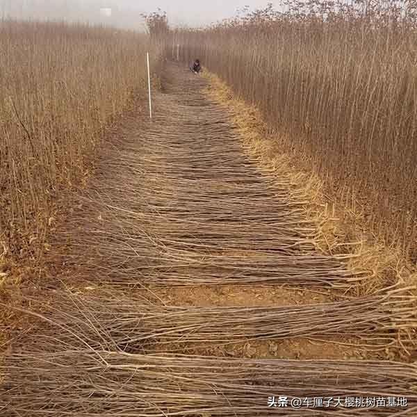 爱妃苹果树苗果实几月份成熟、果实口感如何