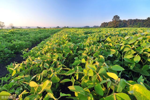 农民种植大豆高产技术，掌握科学技巧栽植，有效提高农民丰收