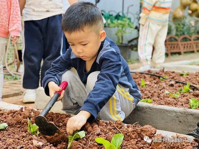 秋风起，秋种起——诺亚舟和庄幼儿园秋季种植活动之播种篇