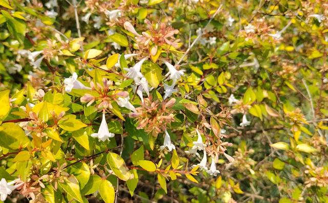 10种花草，漂亮又耐寒，高低错落，适合北方小院