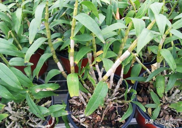 种植石斛是一个新的挑战！农村10万元怎么发展，种植石斛？