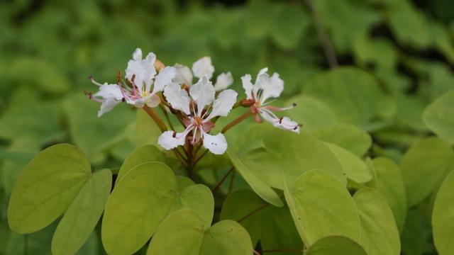 这些原生植物，是最适合在花园中应用的材料