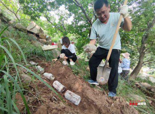 泰山赤灵芝菌包首次大规模“反哺”泰山