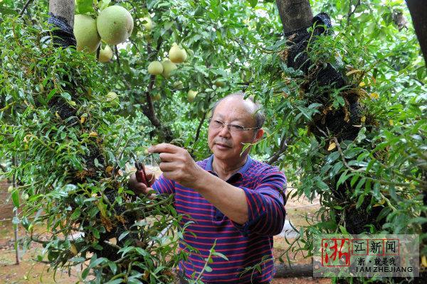 金华：文旦树上种石斛 这事听起来是不是挺新鲜