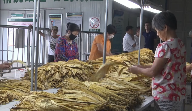 潍坊高密市优化农业种植结构 推动黄烟生产整体水平提升