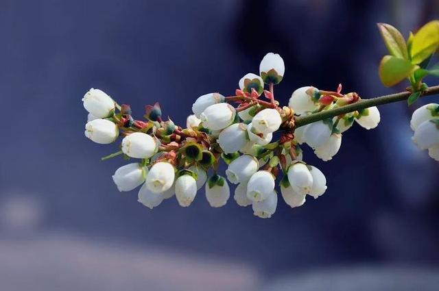 洁白透亮花香阵阵 临沂临沭蓝莓花开为春天增添别样景色