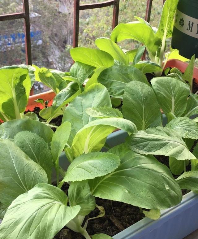 花盆里种小白菜，注意3个技巧，出苗整整齐齐、叶肥壮长势旺