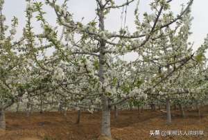 樱桃树种植技巧(大樱桃栽培管理标准化都有些哪些技术，你学习了解了吗)