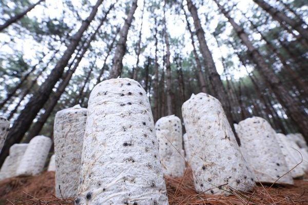 剑河岑松：秋冬种植热 林下产业兴