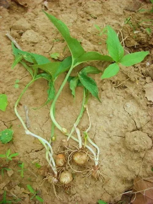 农村租地种植一亩半夏一年大约能赚多少钱？