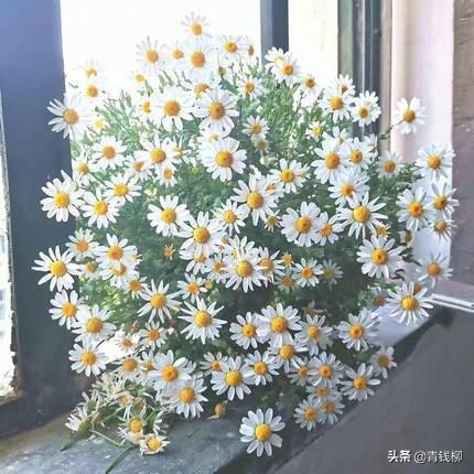 在阳台适合新手种植的花卉——菊花