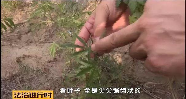 野生大麻惊现北京丰台永定河边 4万多株已斩草除根