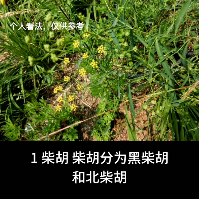 懒人种的药材品种推荐