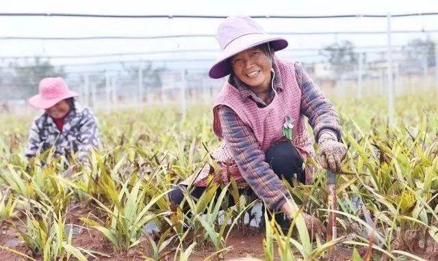 宣威落水镇种植“苦药材”过上“甜日子”