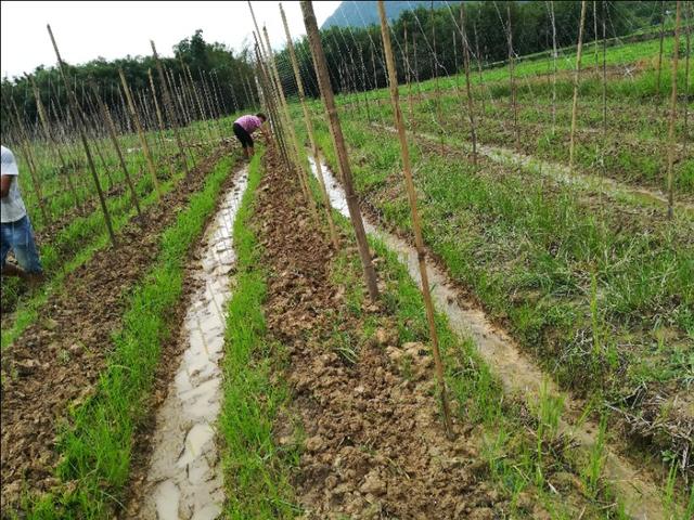 荷兰豆适时种植更能提高收益（露地直播方法）