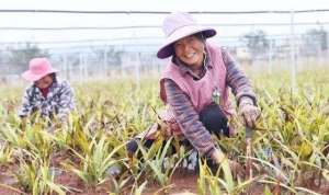 白及种植基地(宣威落水镇种植“苦药材”过上“甜日子”)