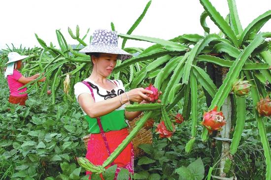 火龙果种植的方法，并没有想象的那么神秘，也没有那么困难