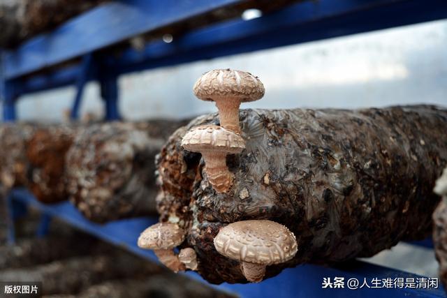 梨园越夏香菇栽培技术，掌握好香菇栽培的管理方法，高产量准没跑