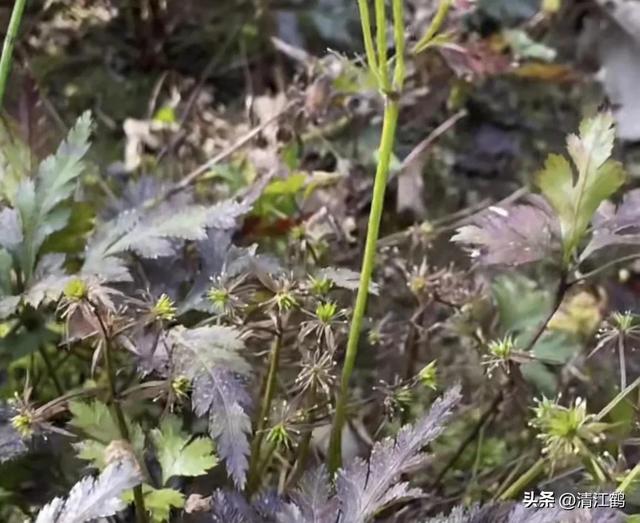 黄连俏市强劲上扬，种植有“钱景”吗？一文读透思路