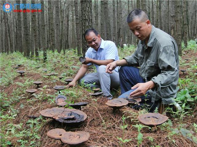 广西钟山：农民创建百亩灵芝扶贫产业实现“致富梦”