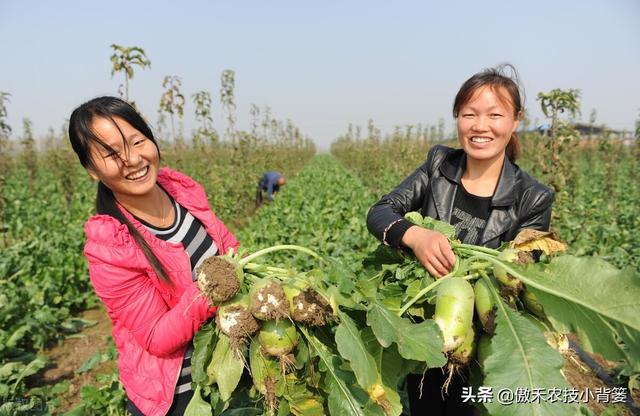 秋季萝卜种植正当时，萝卜这样种植个头大、产量高，不烂根不糠心