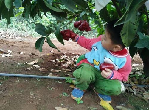 南方独有，一年丰收达4次，果子吃到腻，北方人或许不曾耳闻