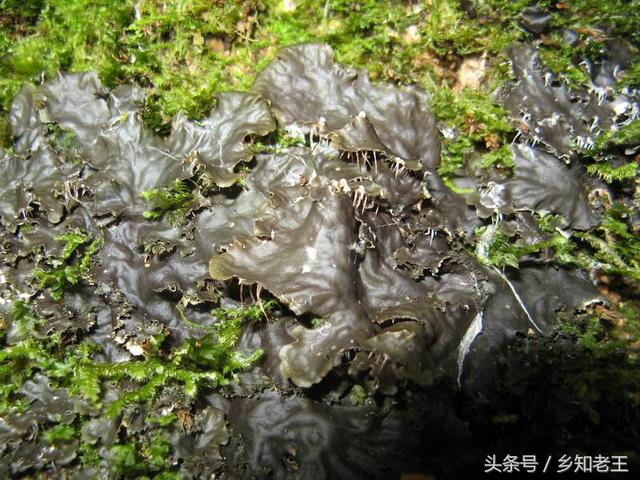 野菜长的像珍珠，无法种植全靠捡，每公斤上千元