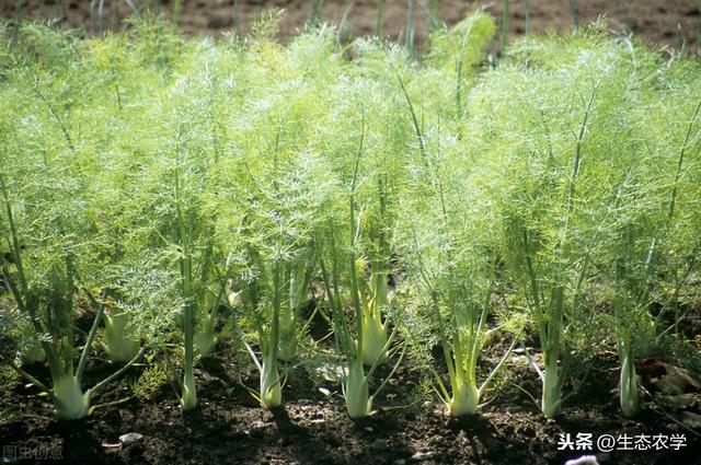 小茴香种植最简单的方法，种一次，吃了割割了吃，方便又美味