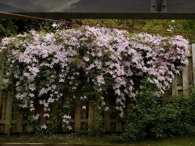 低维护半日照的花园打造（上集）