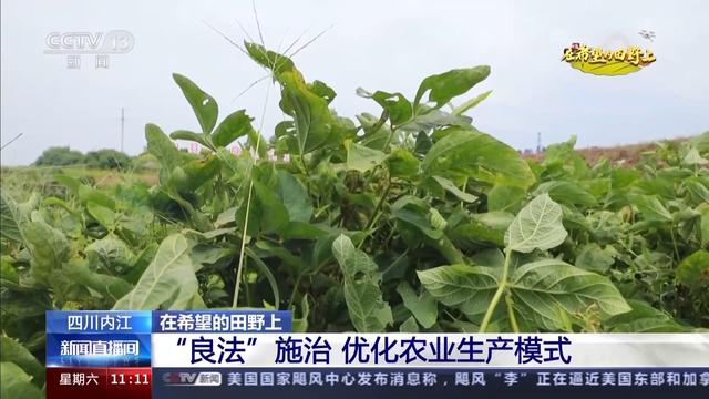 千里沃野筑粮仓 四川主产区迎丰收