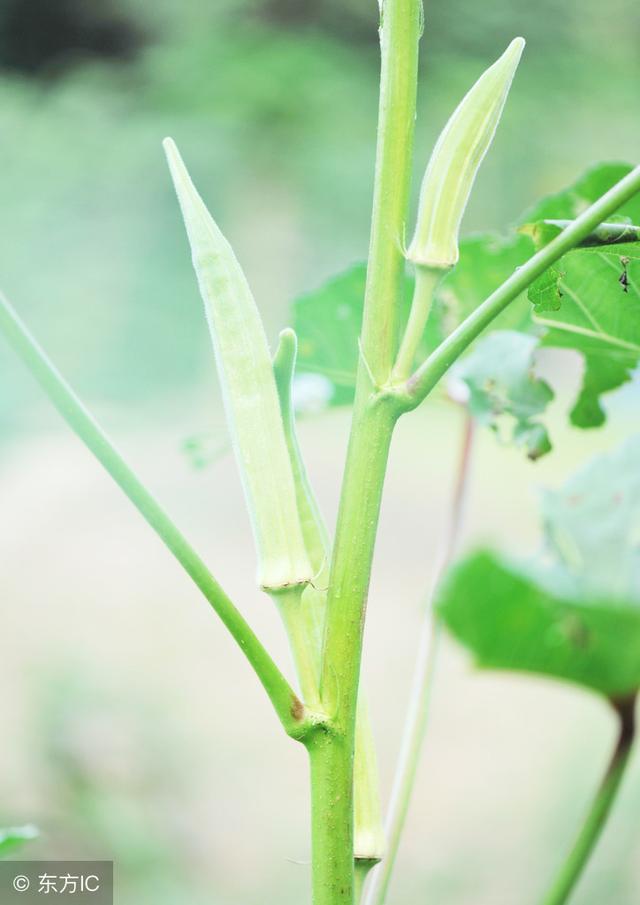 黄秋葵最新优质高产栽培技术