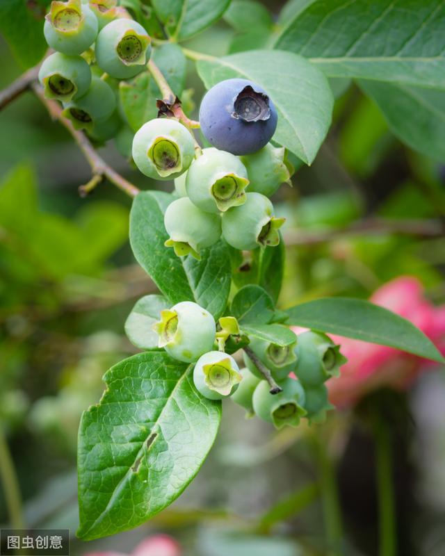 怎样在花盆里种植蓝莓？学会这几招轻松养护