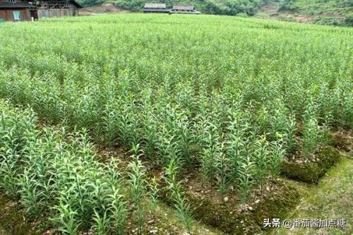 传统食用百合种植周期长产量低，改进八个细节，缩短周期提产量