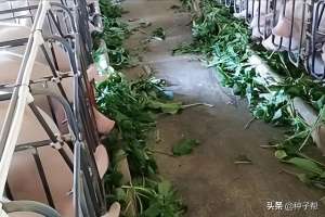 种植什么植物给猪(养猪的多年生牧草，这几种产量高，有的亩产30吨，看哪款适合你)