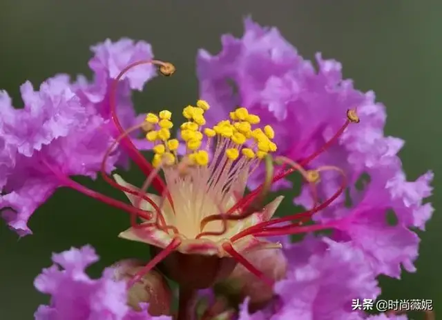 紫薇花的养花方法，这样养护花开更久，色彩艳丽满枝头，花期长