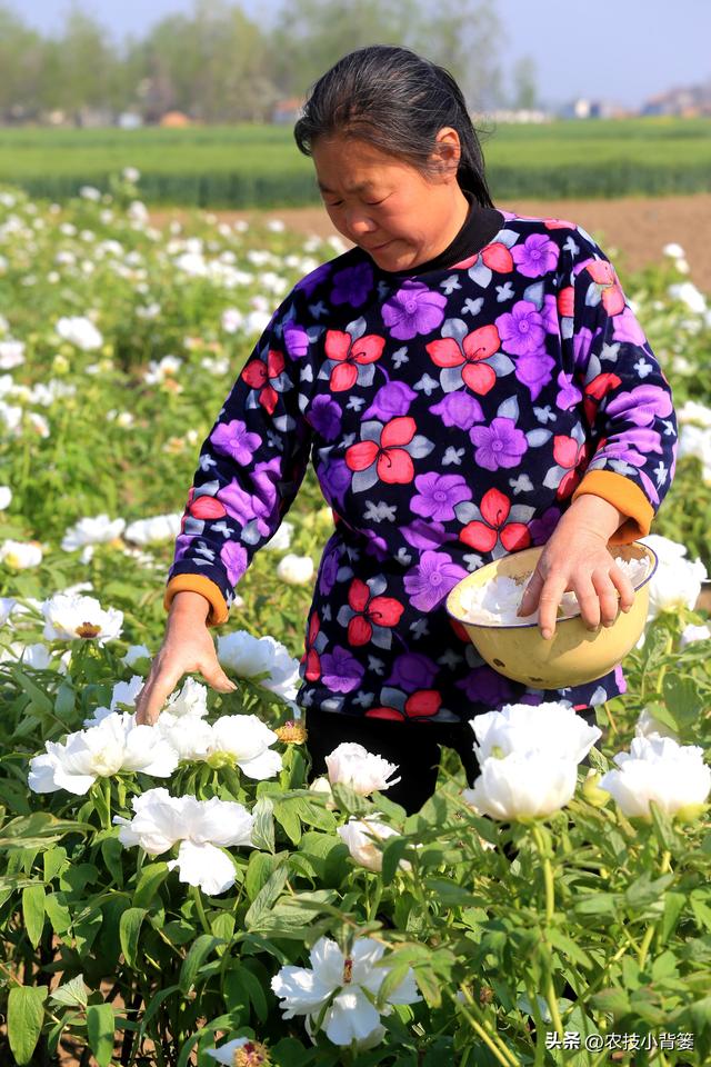 不花钱、不打药、绿色环保无公害，10个方法巧治植物病虫害