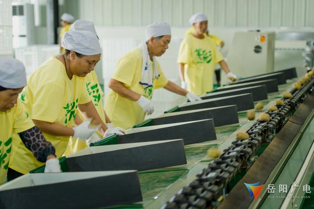 扶贫印记｜岳阳县菁华果业扶贫硕果累累