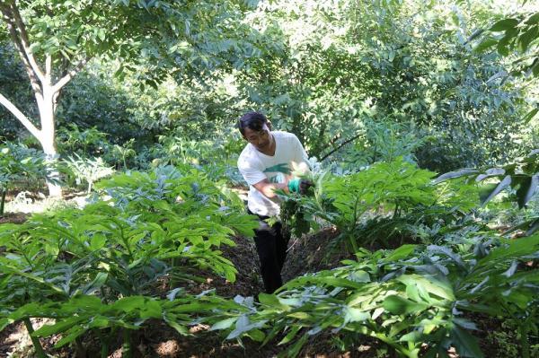 临沧凤庆：林下种植变身“绿色提款机”