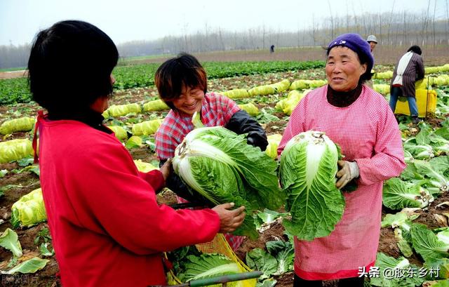 亩产值2万元，龙牙白菜为啥成蔬菜珍品？三个地方的白菜更出名